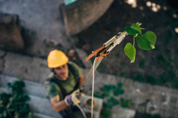 Best Tree Trimming and Pruning  in Sinton, TX