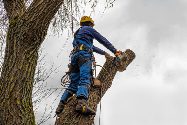 Best Leaf Removal  in Sinton, TX