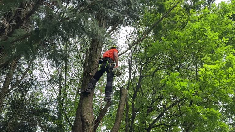 Professional Tree Services in Sinton, TX